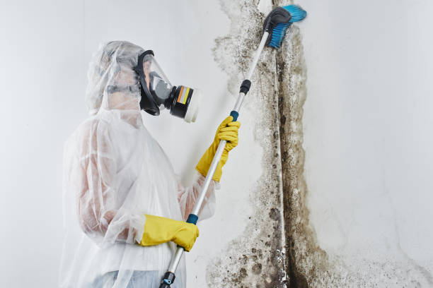 Why You Should Choose Our Mold Remediation Services in Pocahontas, AR