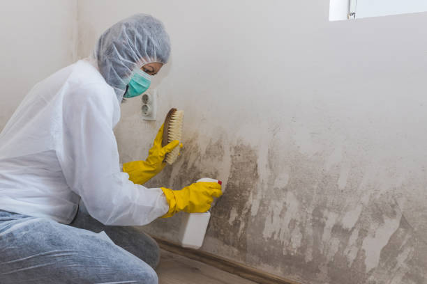 Professional Mold Inspection in Pocahontas, AR